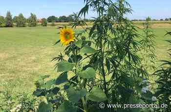 POL-COE: Ascheberg, Herbern, Merschstraße/ Hanfpflanzen im Blühstreifen - Presseportal.de