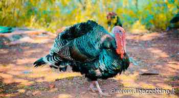 Incendio nell'allevamento di tacchini a Este: a fuoco il tetto della struttura - ilgazzettino.it