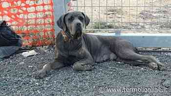 Che gioia! I proprietari sono stati trovati - Termoli Online