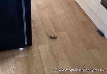 Rodent infestation leaves mum and son living in shed - Spalding Today