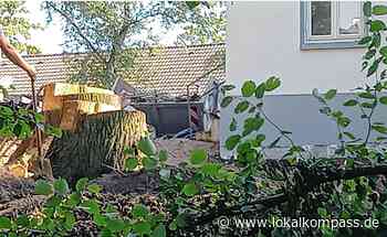 Drei Meter Umfang reichte nicht: Gefällte Bäume in Hilden sorgen für Unmut - Hilden - www.lokalkompass.de