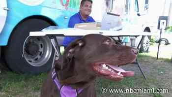 WOW Mobile Brings Free Pet Care to Miami-Dade County Residents