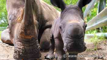 Meet Ruby! Lion Country Safari Welcomes Third Rare Rhino in Less Than a Year