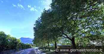 Ciclabile Povo Villazzano, la triste sorte di 13 alberi. Il sindaco risponde: «Impossibile mantenerli» - Trentino