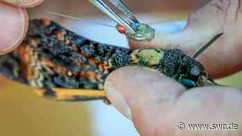 Uni Konstanz erforscht Navigation von Fluginsekten - SWR Aktuell