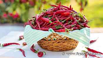 Peperoncino: ne consumiamo tanto ma ne importiamo per il 70 per cento. A Rieti torna la fiera mondiale 2022 - FIRSTonline