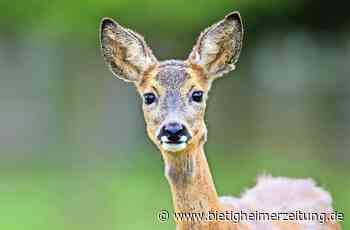 Wildunfälle häufen sich: Tote Rehe am Bietigheimer Forst - Bietigheimer Zeitung