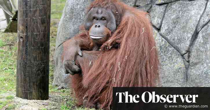 Brexit threatening endangered species as red tape hits zoo breeding programmes