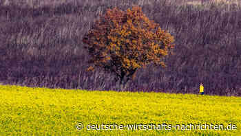 Wie Frankreich der Dijon-Senf ausgegangen ist
