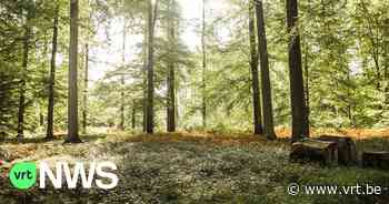 Brandweer Brussel klaar voor hitte: "24 uur in contact met boswachters Zoniënwoud" - VRT NWS
