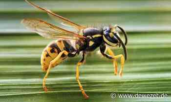 Wespen-Abzocke: Unseriöse Kammerjäger treiben im Internet ihr Unwesen - Dewezet