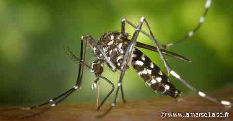 Fayence. Un cas de dengue autochtone - La Marseillaise