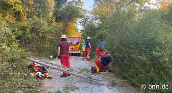 Mann stürzt am Michaelsberg in Bruchsal-Untergrombach Abhang hinunter - BNN - Badische Neueste Nachrichten