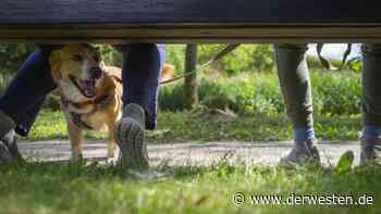 Hund in Gelsenkirchen: Tierfreund entdeckt SIE und zögert keine Sekunde - DER WESTEN