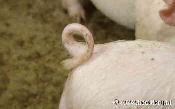 Brussel neemt het varkenswelzijn onder de loep - Boerderij