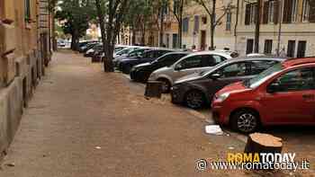 LETTORI - L'insensata gestione del verde pubblico