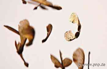 Künstler Josef Baier: Schöpfungsmysterien auf der Spur - Ausstellung im Kunstraum Traunstein - Passauer Neue Presse - PNP.de