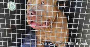 Incredible moment Solihull woman reunited with American Bully dog 10 months after he went missing - Birmingham Live