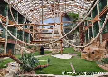 Loisirs d'été près de Lyon. Parc de Saint Martin La Plaine : gorilles dans la brume - - Lyon People