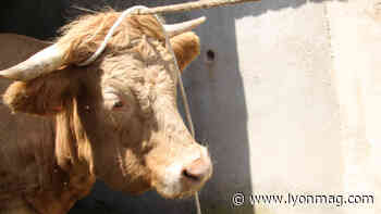 Près de Lyon : naissance exceptionnelle d'un veau à deux têtes - Lyon Mag