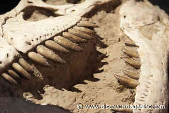 T. Rex Developed Different Shaped Eye Sockets For a Forceful Bite