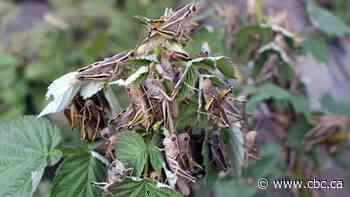 Grasshoppers take over Sask. fields as hot, dry weather intensifies