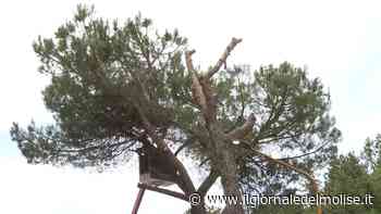 Campobasso - Tagliati pini secolari: danneggiavano i marciapiedi - Il Giornale del Molise