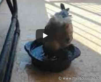 Merate: bagno refrigerante di una cornacchia su un balcone - Merate Online