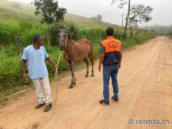 Defesa Civil de Itaperuna recolhe mais de 200 animais soltos em vias públicas do município - Rede Hits FM