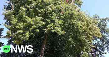 Arboretum in Kalmthout trekt meer bezoekers tijdens hittegolf: "12 tot 15 graden koeler dan in steden" - VRT NWS