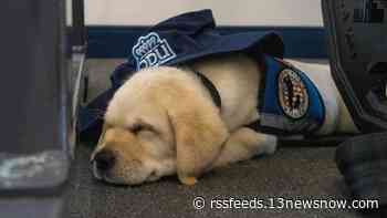 Hudson the Labrador puppy will train with ODU football until he goes to live with a veteran