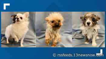 12 small dogs from hoarding situation go up for adoption in Virginia Beach