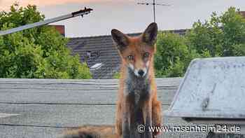 Ein Fuchs auf dem Dach - und das mitten in Berlin