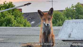 Ein Fuchs auf dem Dach - und das mitten in Berlin