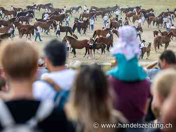 Guy Parmelin will Prämie für Freiberger Pferde beibehalten