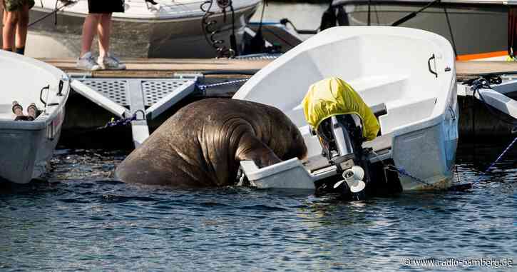Walross Freya in Norwegen eingeschläfert