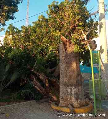 Prefeitura de Juazeiro remove árvore que caiu no centro da cidade e repudia notícia falsa sobre conduta de profissionais que trabalharam no local - Prefeitura de Juazeiro (.gov)