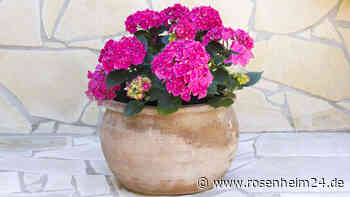 Hortensie im Topf: Steht sie nachts kühl, blüht sie länger