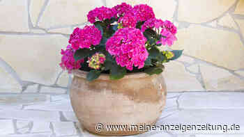 Hortensie im Topf: Steht sie nachts kühl, blüht sie länger