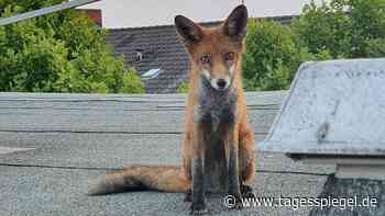 Anwohner entdeckten Wildtier: Berliner Polizei rettet Fuchs von Charlottenburger Dach - Tagesspiegel