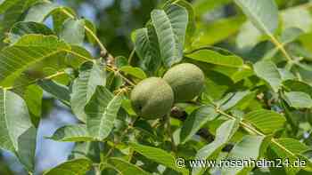 Rückschnitt im August: Für drei Gehölze absolut sinnvoll