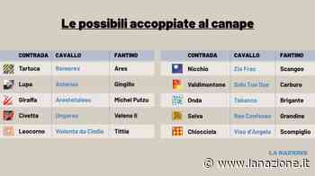 Tanti duelli in Piazza, sarà un Palio da duri - LA NAZIONE