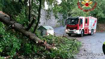 Maltempo in Toscana, danni in provincia di Siena e di Arezzo - LA NAZIONE