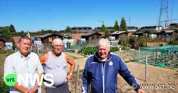Tuiniers volkstuintjes Merchtem zijn boos over gestolen groenten: "Al mijn vleestomaten zijn weg" - VRT NWS