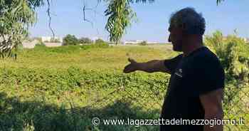 Arneo fantasma, tranne che per battere cassa - La Gazzetta del Mezzogiorno