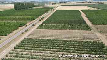 Agrar - Gierstädt - Kleine Früchte und "Sonnenbrand": Geringere Ernte erwartet - Wirtschaft - SZ.de - Süddeutsche Zeitung - SZ.de