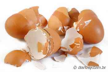 Casca de ovo triturada: confira esse adubo poderoso para suas plantas - Diário Supremo