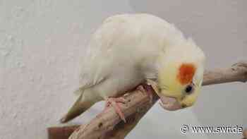 Vermisste Nymphensittich Dame fliegt von Schwäbisch Hall bis Aachen - SWR Aktuell