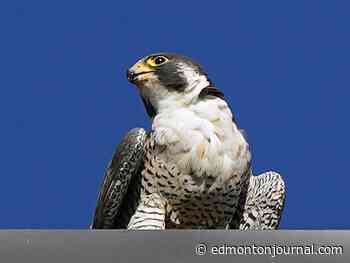 Edmonton weather: Gorgeous forecast to enjoy all the city has to offer