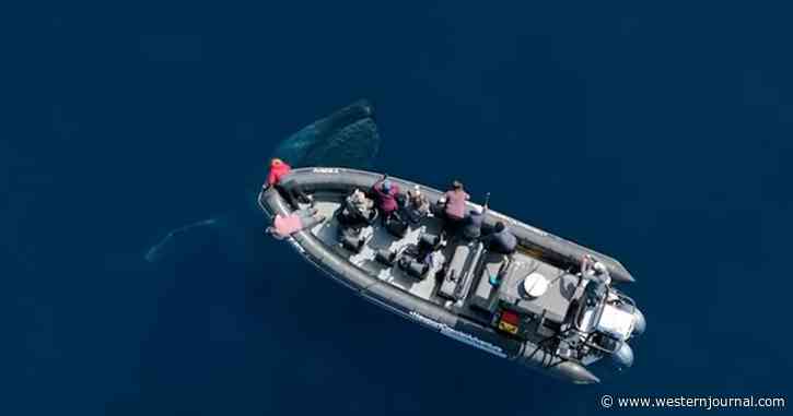 Unreal Footage: Biggest Beast in the Sea Breezes Past Boat Full of People, Then It Turns Around for Another Pass